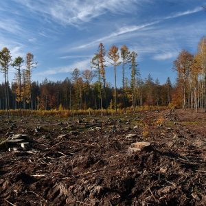 Deforestation-logging-clear cutting-EU Deforestation Regulation-EUDR