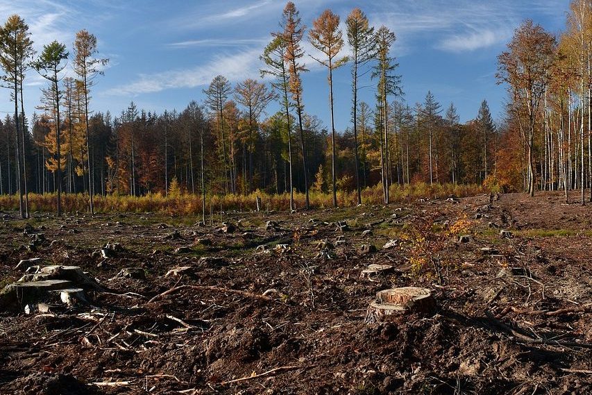 Deforestation-logging-clear cutting-EU Deforestation Regulation-EUDR